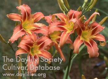 Daylily Queen of Diamonds